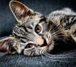 découvrir le magnétisme pour les animaux