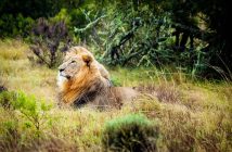 safari en afrique du sud