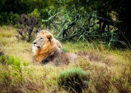 Safari en Afrique du Sud : les 2 meilleurs parcs à visiter