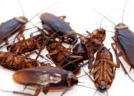 Quels sont les insectes qu’on trouve fréquemment dans une habitation ?