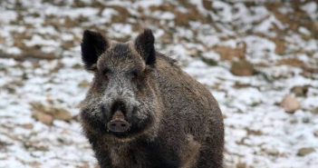 Le grillage anti-intrusion de sangliers sanglier sauvage