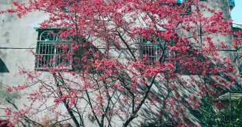 Quand élaguer ou abattre un arbre ?